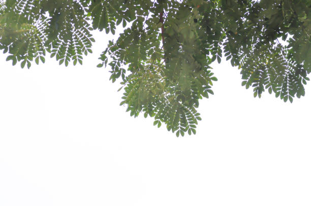 tree and sky background or Rain tree or Samanea saman, LEGUMINOSAE MIMOSOIDEAE and sky background