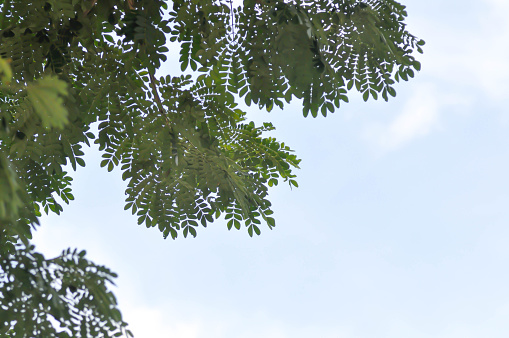 tree and sky background or Rain tree or Samanea saman, LEGUMINOSAE MIMOSOIDEAE and sky background