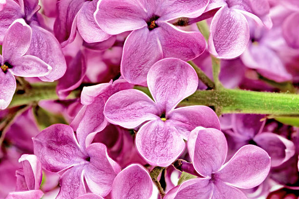 magnifique tas de lilas gros plan - quadriphyllous photos et images de collection