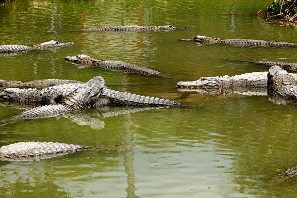Alligators in Everglades, Florida