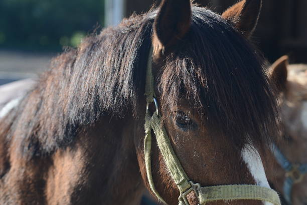 istock Portrait of a Horse 178708241