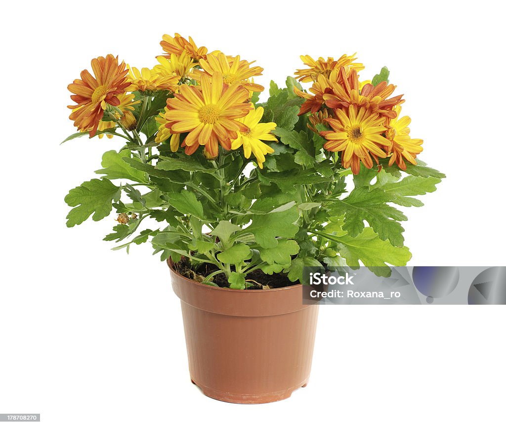 Orange chrysanthemum Orange chrysanthemum in a pot isolated on white background Aster Stock Photo