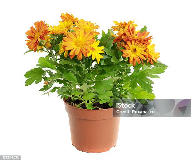 Orange Chrysanthemum Stock Photo - Download Image Now - Aster, Autumn, Botany