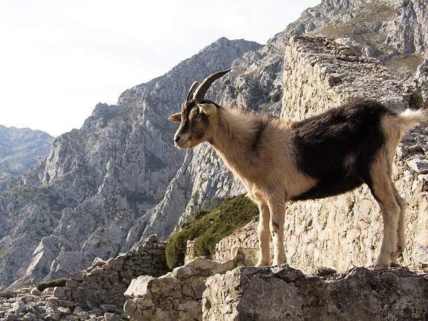 istock Mountain goat in Picos de Europa, Asturias 178708773