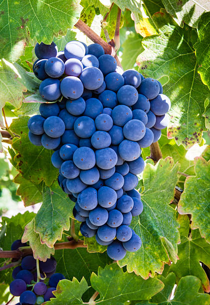 rojo uvas en la vid - vine vineyard wine california fotografías e imágenes de stock