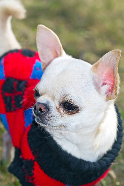 istock chihuahua in a sweater 178708906
