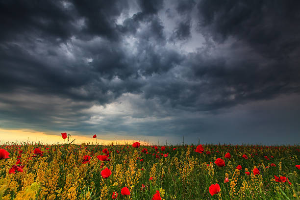 istock Beautiful rural scenery with wild poppy 178709003