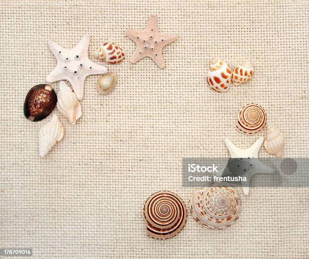 Seesterne In Unglaublicher Vielfalt Beheimatet Sind Und Conches Auf Leinwand Textur Stockfoto und mehr Bilder von Design