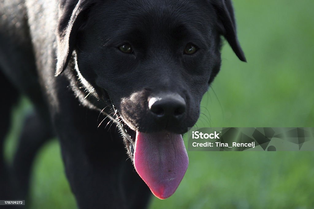 犬の舌 - イヌ科のロイヤリティフリーストックフォト
