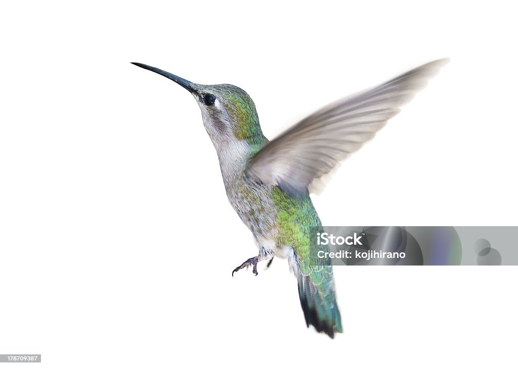 Hummingbird Hummingbird in flight on white background Hummingbird Stock Photo