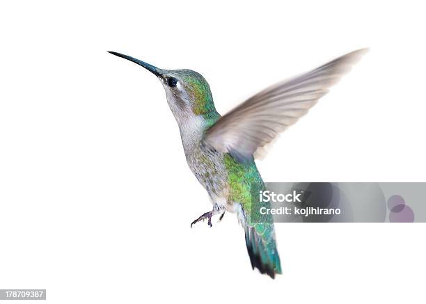 Hummingbird Stock Photo - Download Image Now - Hummingbird, White Background, Animal