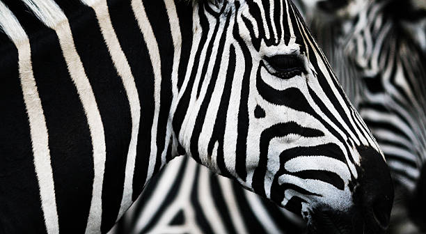 istock Close up photo of zebra 178709654