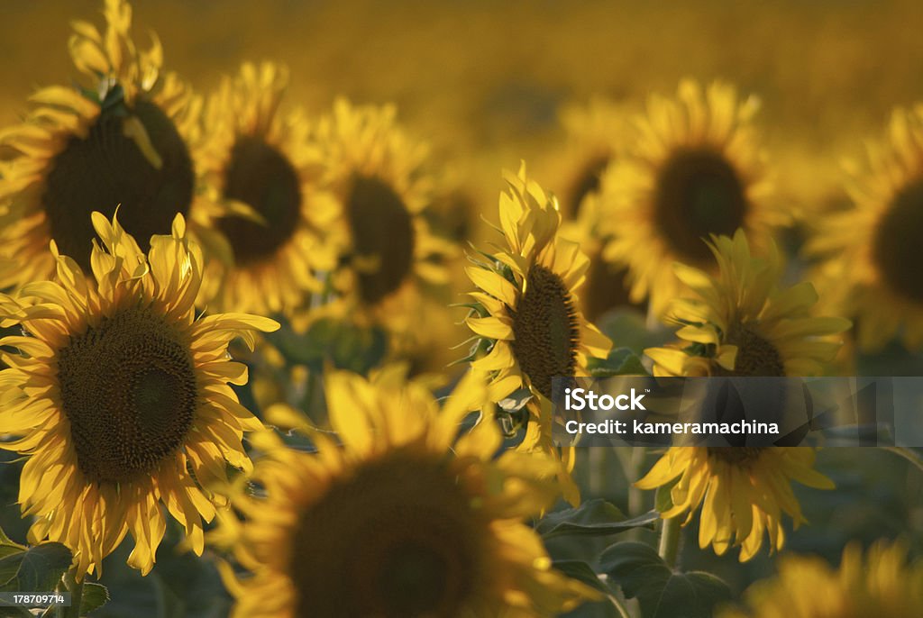 Sunflowers Saudar - Royalty-free Agricultura Foto de stock