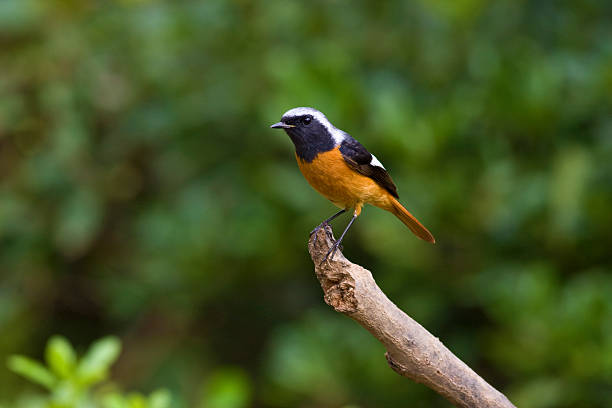 istock male Daurian Redstart,Phoenicurus auroreus 178709847