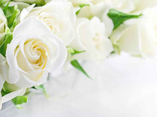 istock Closeup of white roses 178710251