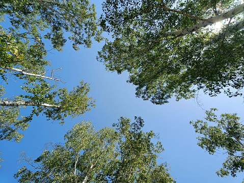 tree, sky, nature, forest, green, blue, outdoors