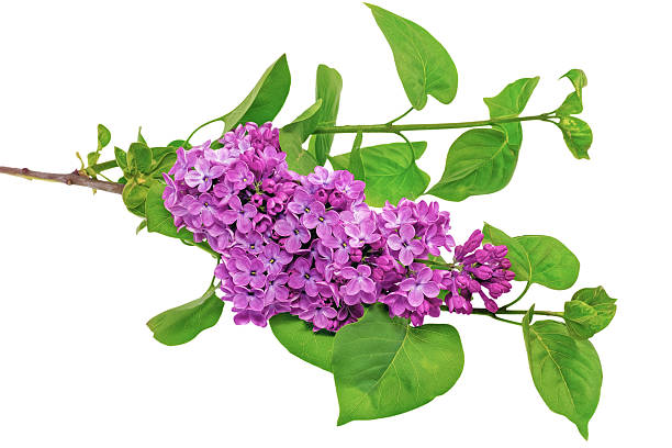 istock Beautiful   Lilac. Isolated over white . 178710711