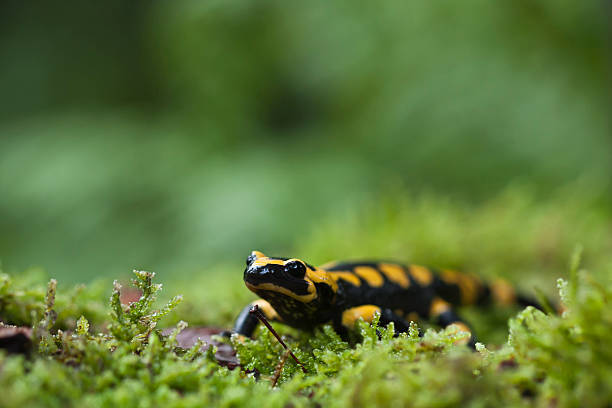 istock Speckled salamander  Amphibia specie 
