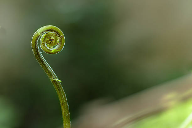 istock Closeup of fern. 178711379