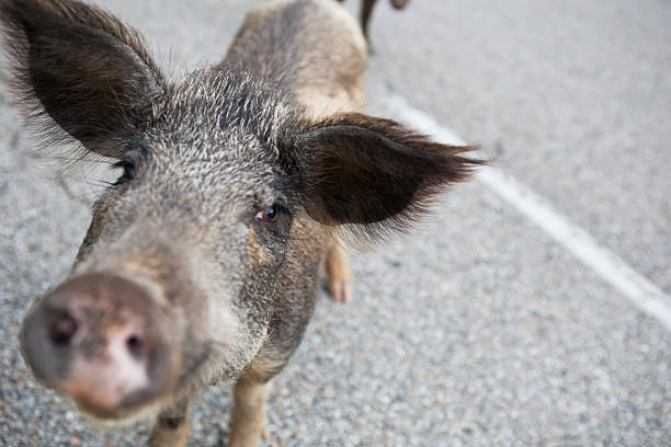 Wild boars (Sus scrofa) crossing the road