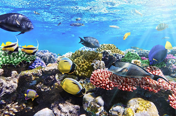 corallo e pesce nel sea.egypt rosso - vitality sea aquatic atoll foto e immagini stock