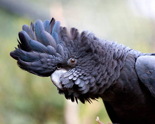 istock Red-tailed Black-Cockatoo ( Calyptorhynchus banksii ) 178711727