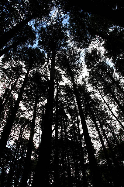 tall trees-expressão inglesa - pine tree imagens e fotografias de stock