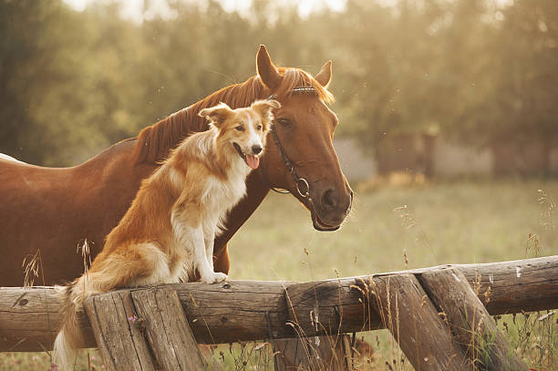 rote border-collie hund und pferd - ländliches motiv fotos stock-fotos und bilder