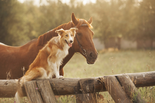 Rojo de perros border collie y caballos photo