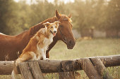 レッドボーダーコリー犬と馬