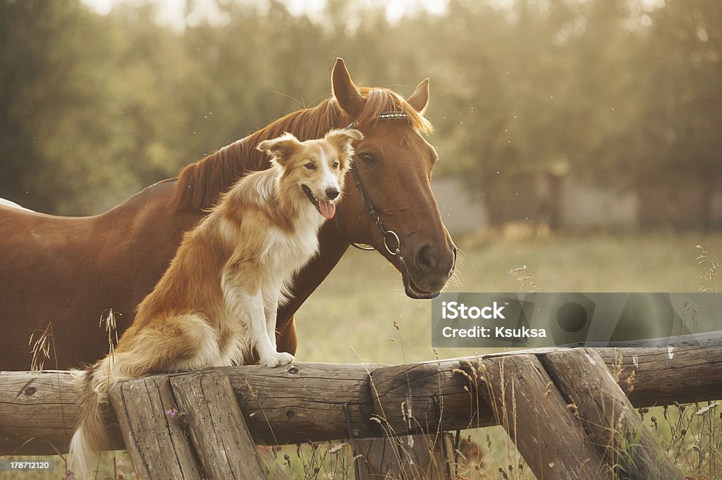 Red border collie dog and horse Red border collie dog and horse together at sunset in summer Horse Stock Photo