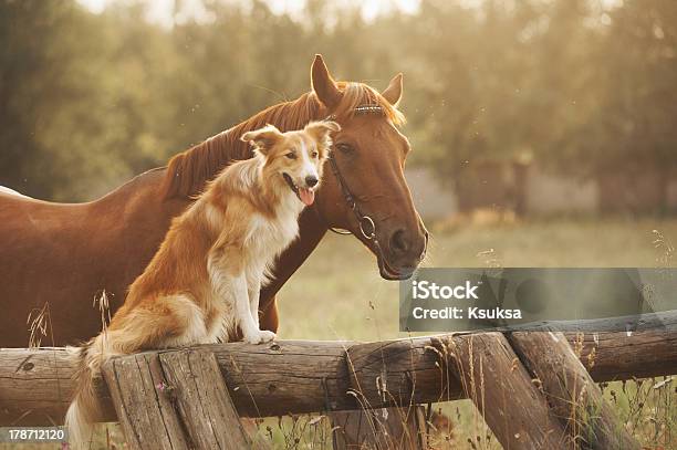 Foto de Red Collie Border Cão E Cavalo e mais fotos de stock de Cavalo - Família do cavalo - Cavalo - Família do cavalo, Cão, Animal