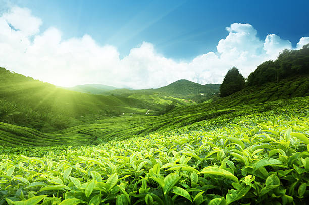 Large tea plantation in Cameron highlands, Malaysia stock photo