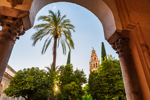 Patio of the orange trees in the Mosque-cathedral of Cordoba, with the bell tower in the background.