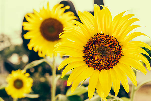 黄色太陽の花のフィールド ストックフォト