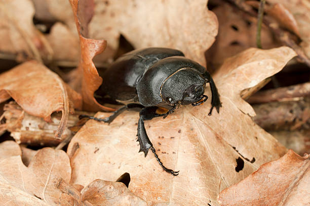 istock Stag beetle, Lucanus cervus among oak leaves, macro photo 178712381