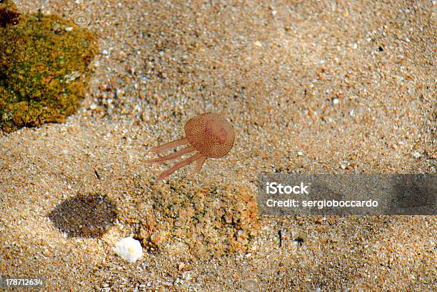 Photo libre de droit de Méduse De Sardaigne banque d'images et plus d'images libres de droit de Couleur - Couleur, Eau, Environnement