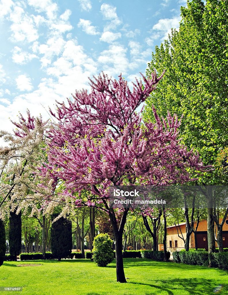 Garden Garden with colorful trees Branch - Plant Part Stock Photo