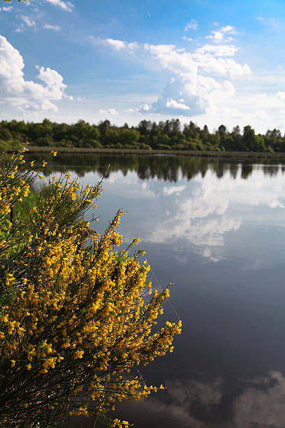 Lake in Sologne (France)