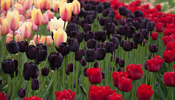 Tulips - foto de acervo