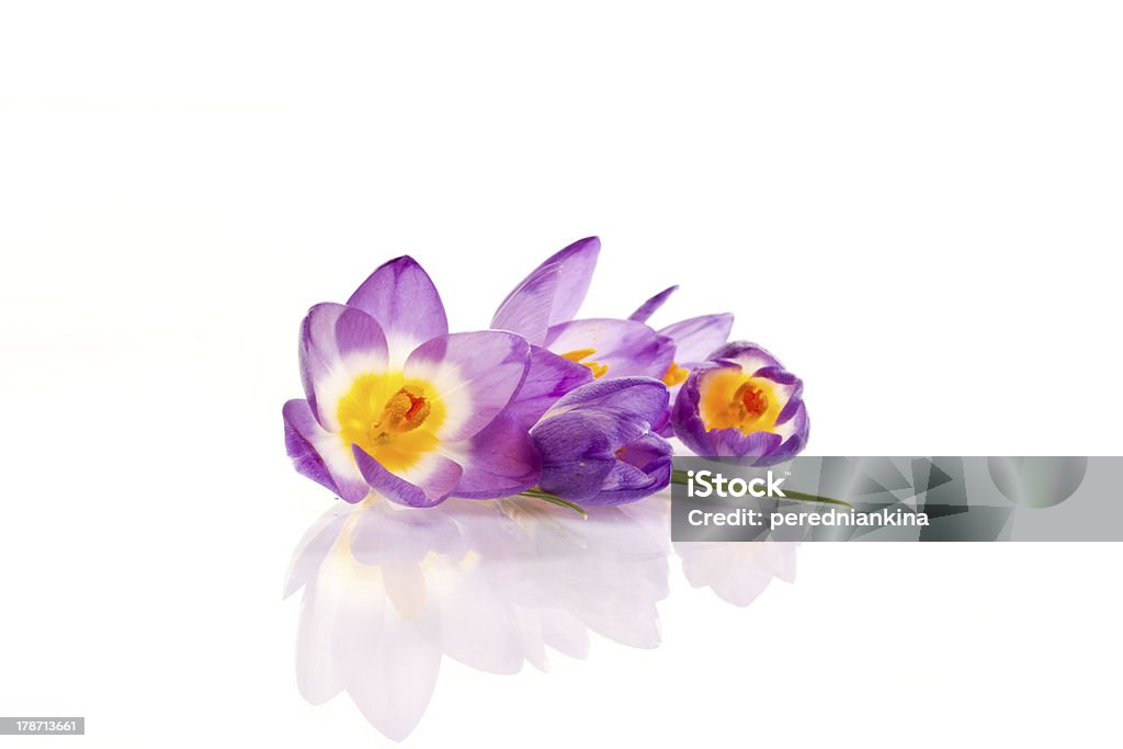 crocuses - Zbiór zdjęć royalty-free (Bez ludzi)