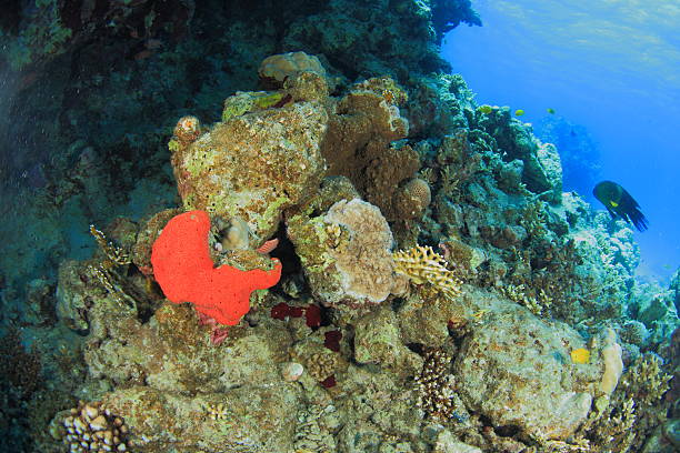 istock Marine Life in the Red Sea 178713697