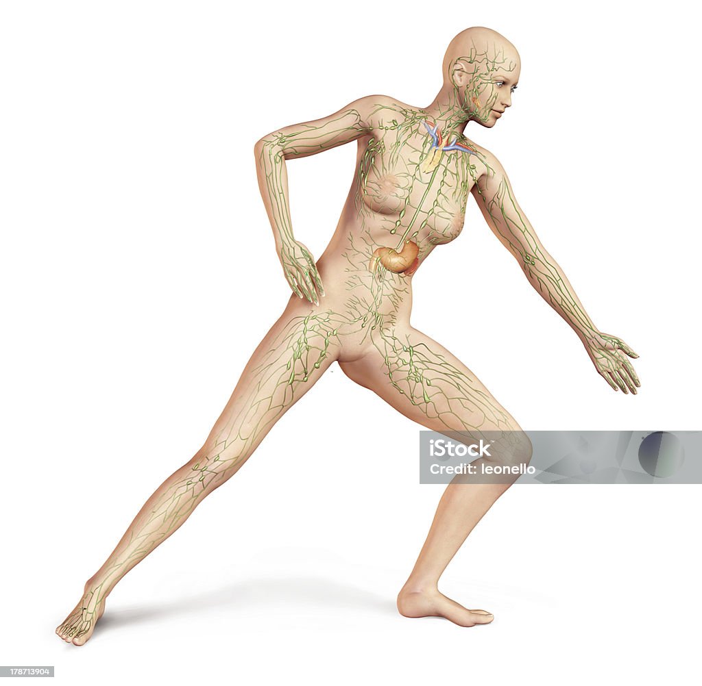 Femme avec un corps nu, système lymphatique superposé. Anatomie image. - Photo de Système lymphatique libre de droits