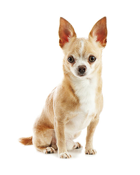 istock Beige chihuahua dog isolated on white background. 178713905