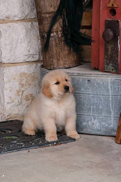 Golden Retriever cachorrinho na exploração - fotografia de stock