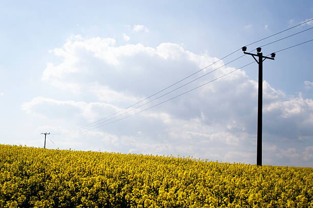 Two telephone poles stand in a field of flowering rape seed