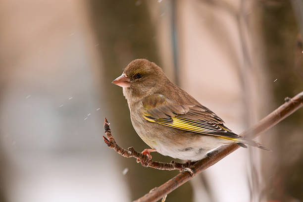 istock Greenfinch in winter day 178714119