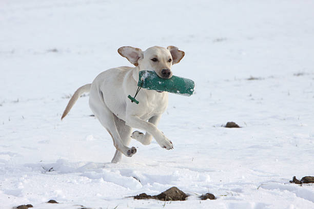 Playing Labrador retriever in the snow