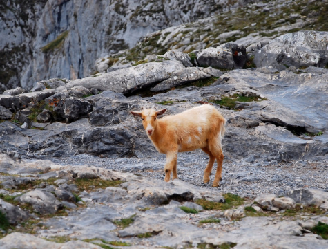 Brown goat in the mountains. Asturias. Spain