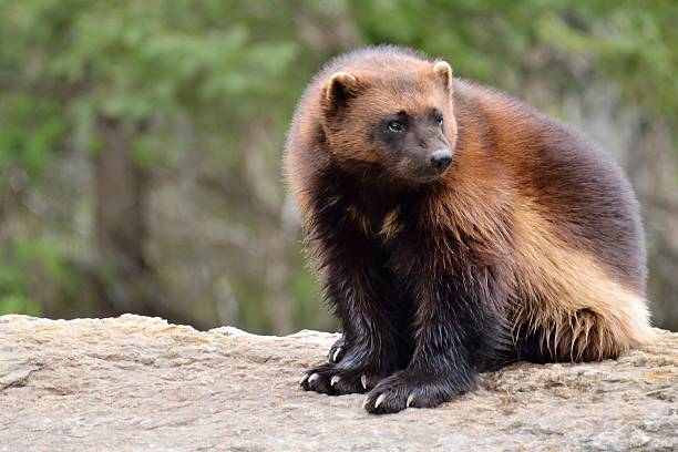 wolverine stock photo